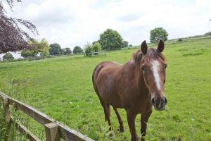 daleside ext 22 sm.jpg